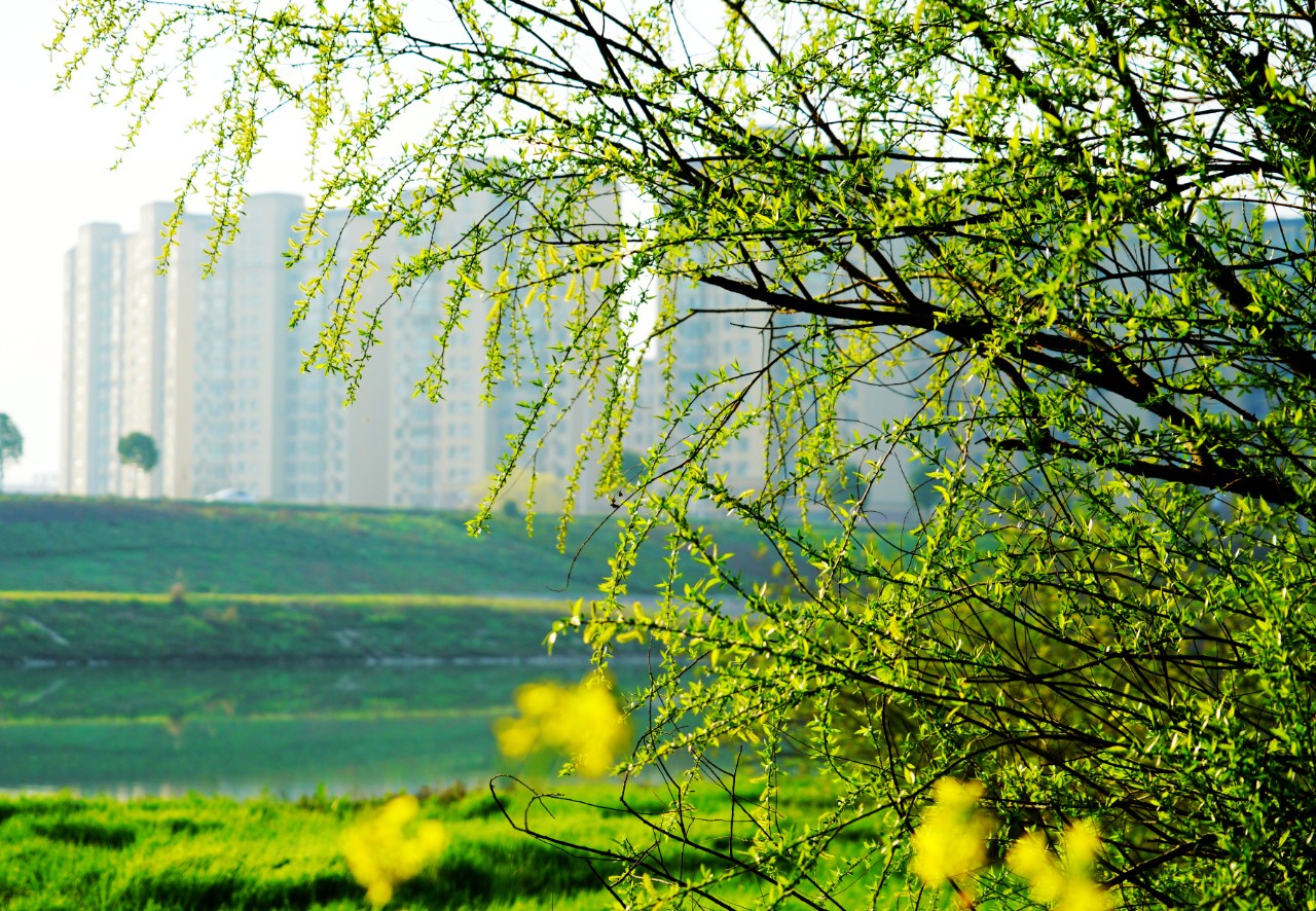 煦风拂面柳发新芽在这令人沉醉的季节里去看满树的花开也看满树的新绿